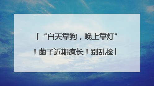 “白天靠狗，晚上靠灯”！菌子近期疯长！别乱捡