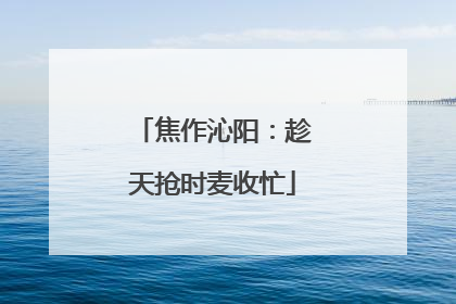 焦作沁阳：趁天抢时麦收忙