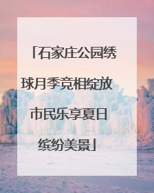 石家庄公园绣球月季竞相绽放 市民乐享夏日缤纷美景
