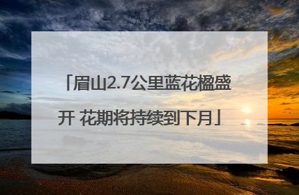 眉山2.7公里蓝花楹盛开 花期将持续到下月