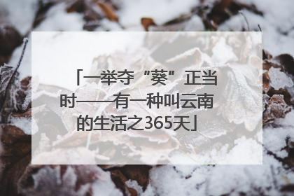 一举夺“葵”正当时——有一种叫云南的生活之365天