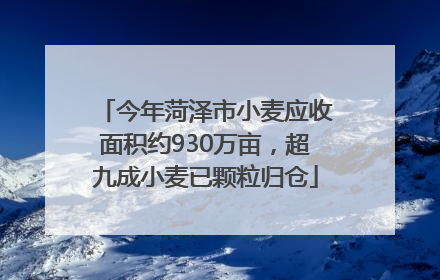 今年菏泽市小麦应收面积约930万亩，超九成小麦已颗粒归仓