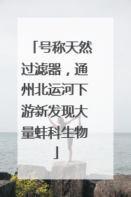 号称天然过滤器，通州北运河下游新发现大量蚌科生物