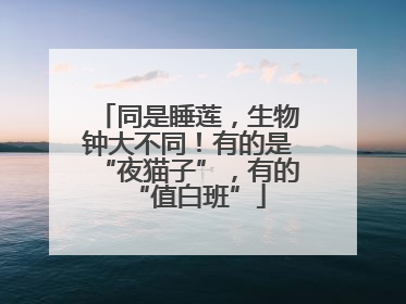 同是睡莲，生物钟大不同！有的是“夜猫子”，有的“值白班”