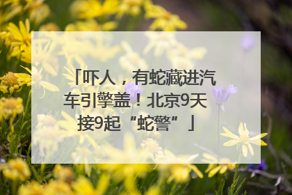 吓人，有蛇藏进汽车引擎盖！北京9天接9起“蛇警”