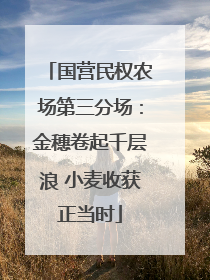 国营民权农场第三分场：金穗卷起千层浪 小麦收获正当时