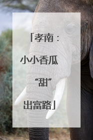 孝南：小小香瓜 “甜”出富路
