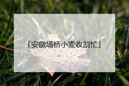 安徽埇桥小麦收割忙