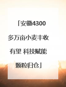 安徽4300多万亩小麦丰收有望 科技赋能颗粒归仓