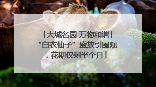 大城名园 万物和谐│“白衣仙子”盛放引围观，花期仅剩半个月