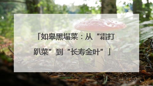 如皋黑塌菜：从“霜打趴菜”到“长寿金叶”