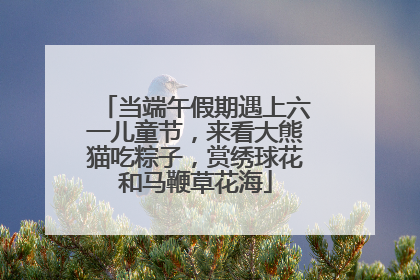 当端午假期遇上六一儿童节，来看大熊猫吃粽子，赏绣球花和马鞭草花海