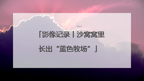 影像记录丨沙窝窝里长出“蓝色牧场”