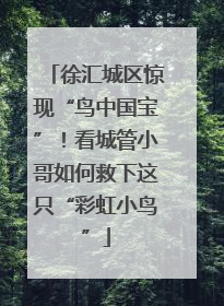 徐汇城区惊现“鸟中国宝”！看城管小哥如何救下这只“彩虹小鸟”