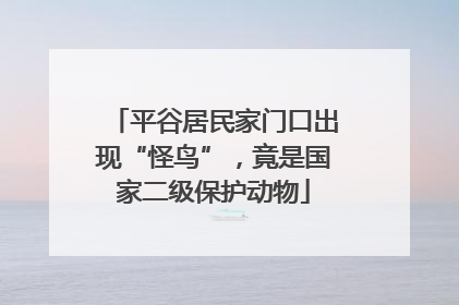 平谷居民家门口出现“怪鸟”，竟是国家二级保护动物