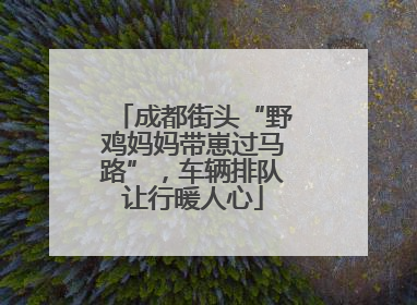 成都街头“野鸡妈妈带崽过马路”，车辆排队让行暖人心