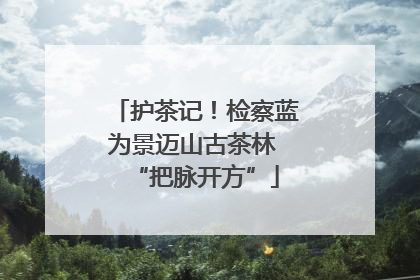 护茶记！检察蓝为景迈山古茶林 “把脉开方”