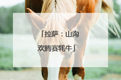 拉萨：山沟欢腾赛牦牛