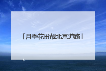 月季花扮靓北京道路