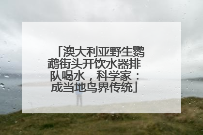 澳大利亚野生鹦鹉街头开饮水器排队喝水，科学家：成当地鸟界传统