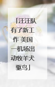 汪汪队有了新工作 美国一机场出动牧羊犬驱鸟