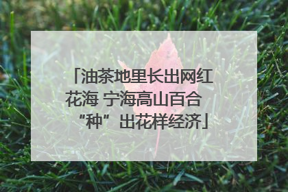 油茶地里长出网红花海 宁海高山百合“种”出花样经济