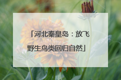 河北秦皇岛：放飞野生鸟类回归自然