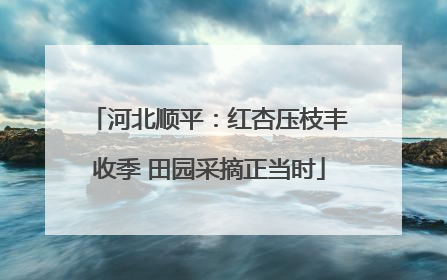 河北顺平：红杏压枝丰收季 田园采摘正当时
