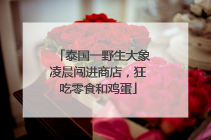 泰国一野生大象凌晨闯进商店，狂吃零食和鸡蛋