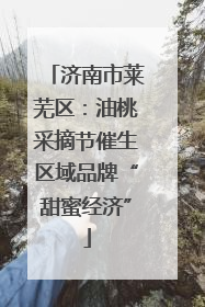 济南市莱芜区：油桃采摘节催生区域品牌“甜蜜经济”