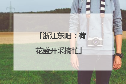 浙江东阳：荷花盛开采摘忙