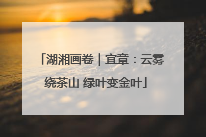 湖湘画卷｜宜章：云雾绕茶山 绿叶变金叶