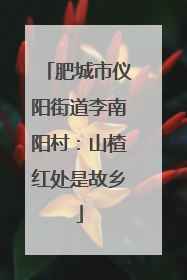 肥城市仪阳街道李南阳村：山楂红处是故乡