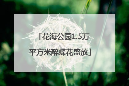 花海公园1.5万平方米醉蝶花盛放