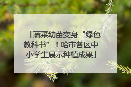 蔬菜幼苗变身“绿色教科书”！哈市各区中小学生展示种植成果