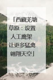 西藏羌塘草原：设置人工鹰架 让更多猛禽翱翔天空