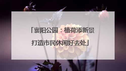 襄阳公园：植荷添新景 打造市民休闲好去处