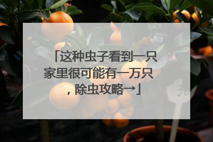 这种虫子看到一只家里很可能有一万只，除虫攻略→