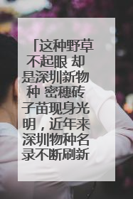 这种野草不起眼 却是深圳新物种 密穗砖子苗现身光明，近年来深圳物种名录不断刷新