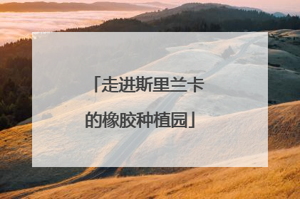 走进斯里兰卡的橡胶种植园