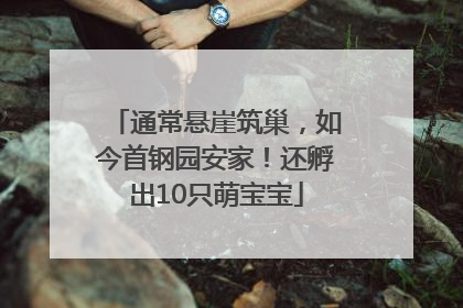 通常悬崖筑巢，如今首钢园安家！还孵出10只萌宝宝