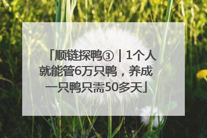 顺链探鸭③｜1个人就能管6万只鸭，养成一只鸭只需50多天