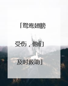 鸳鸯翅膀受伤，他们及时救助