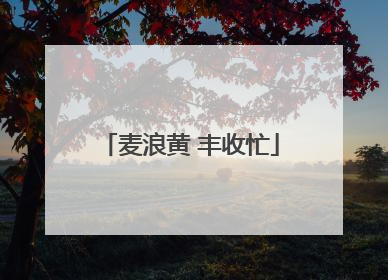 麦浪黄 丰收忙