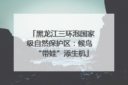 黑龙江三环泡国家级自然保护区：候鸟“带娃”添生机