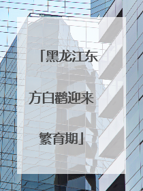 黑龙江东方白鹳迎来繁育期