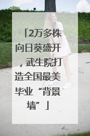 2万多株向日葵盛开，武生院打造全国最美毕业“背景墙”