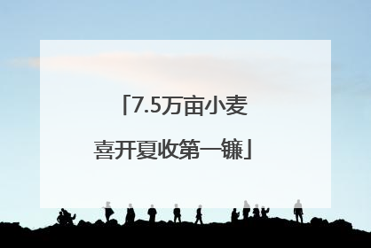 7.5万亩小麦喜开夏收第一镰
